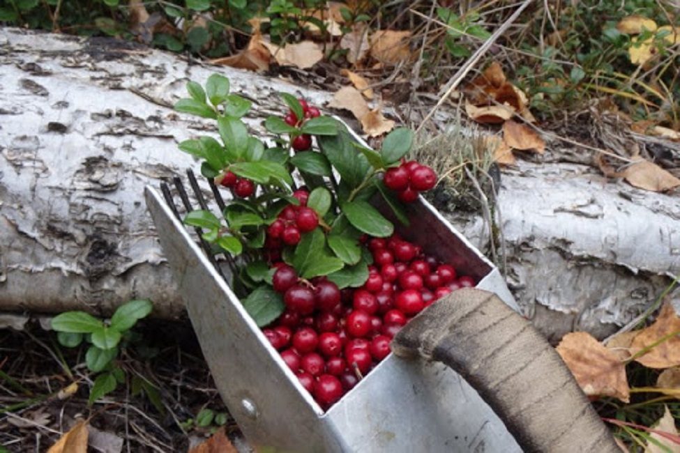 Photo d'un seau-récolteuse pour la collecte des airelles