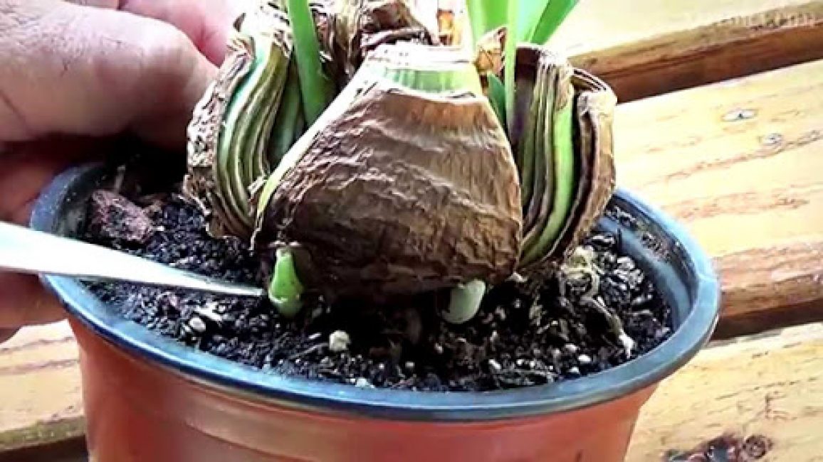 Hippeastrum, plantation et entretien à domicile