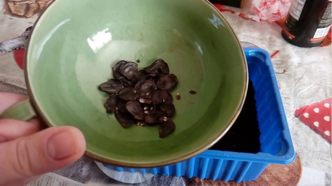 Hippeastrum - planter des graines