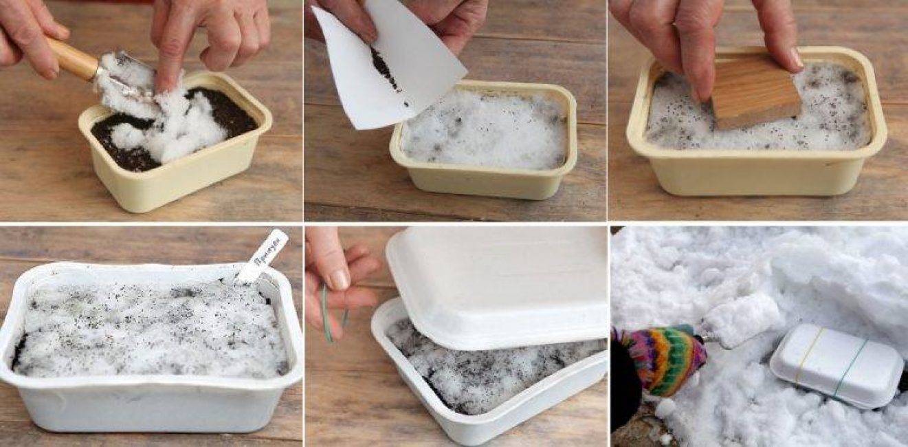 Comment préparer les graines pour le semis par congélation