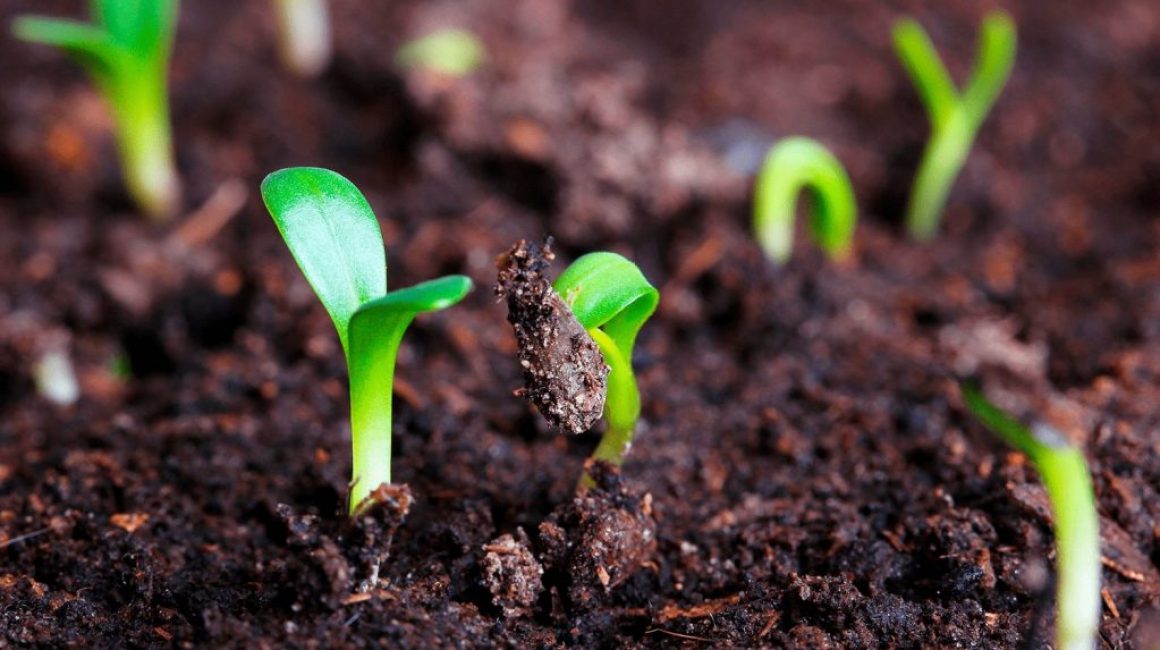 Comment stratifier les graines à la maison