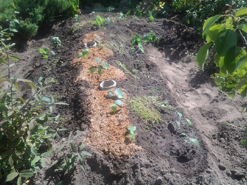 Dès que l'humidité est absorbée par le substrat, la surface doit être paillée.