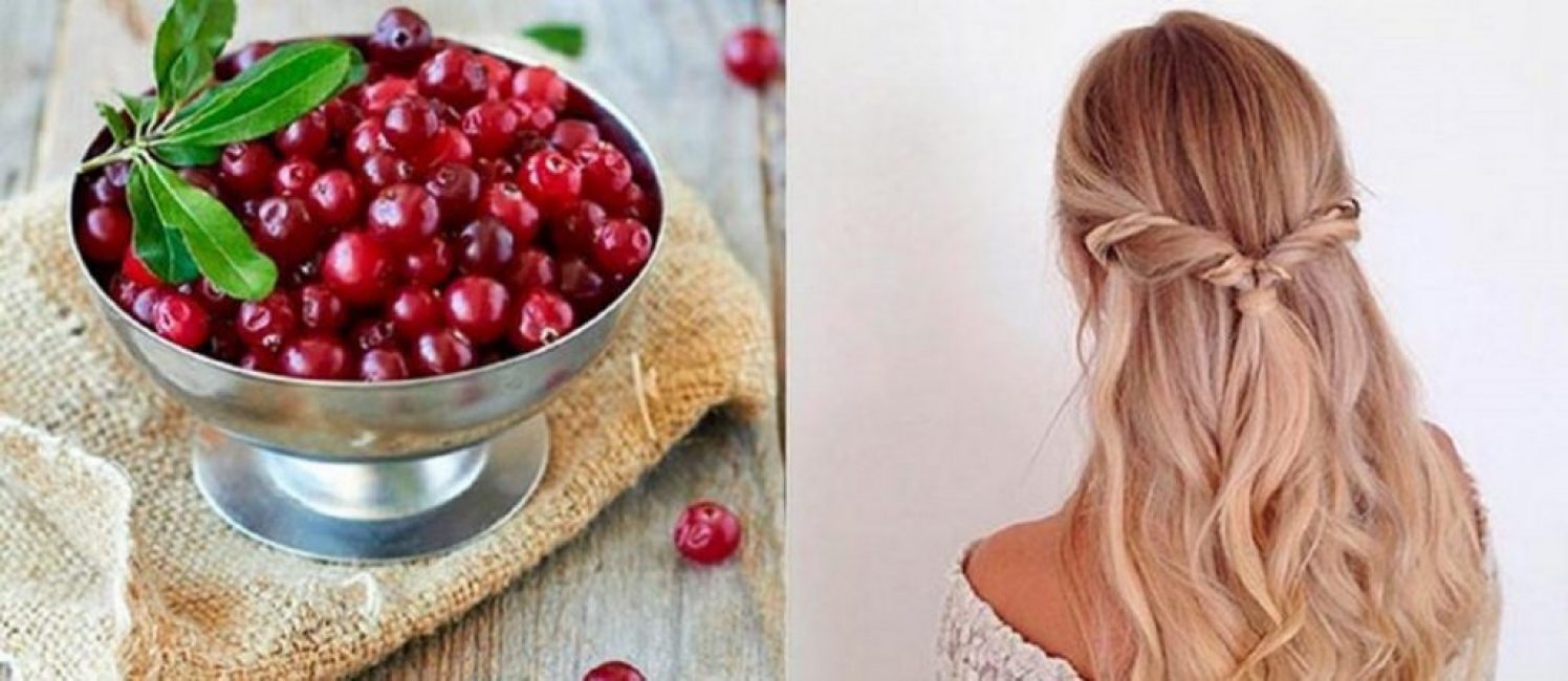 Canneberges - propriétés utiles et médicinales pour la santé du corps