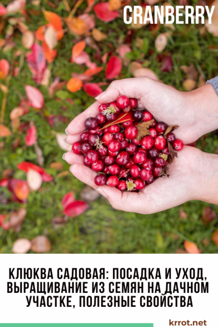 canneberge du jardin