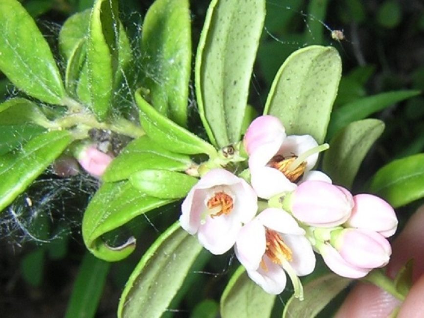 Sur les pousses, les fleurs sont recueillies dans des inflorescences racémeuses de 10 à 20 pièces chacune.
