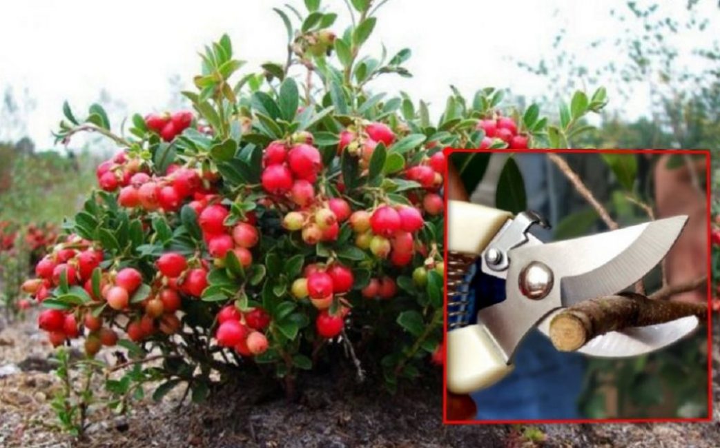 Tailler les airelles