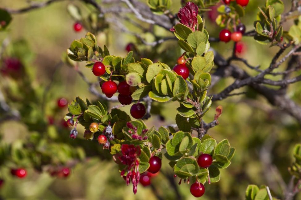 Au printemps (plus près de mai), la taille est effectuée.Au cours des 3 premières années, la formation d'arbustes compacts est recommandée, de sorte qu'à l'avenir, la récolte sera plus facile. Pour cela, il est nécessaire de couper les branches latérales.