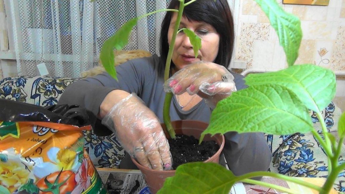 Greffe de Brugmansia
