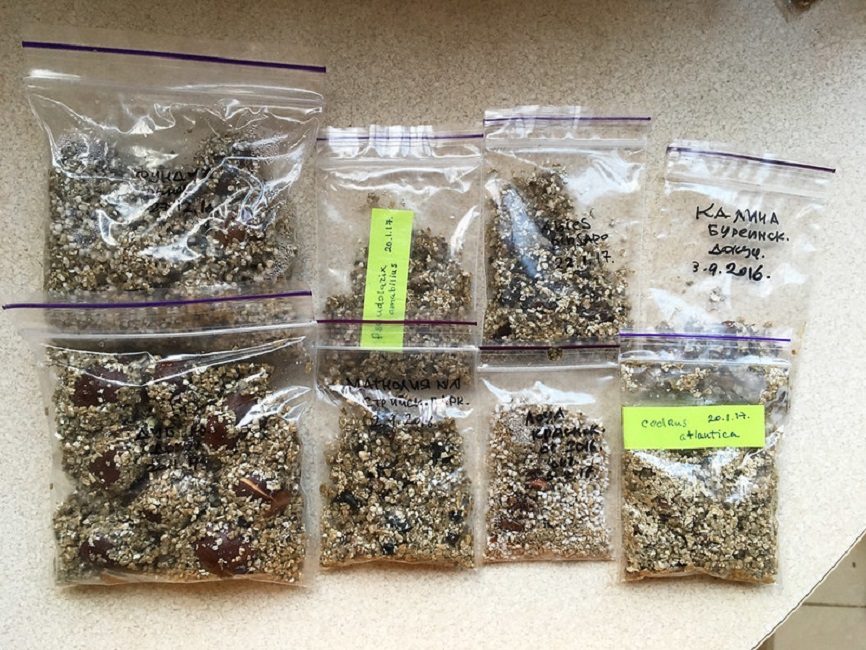 Les sacs en plastique pour la stratification des petites graines avec un substrat pour plus de commodité doivent être signés avec un marqueur