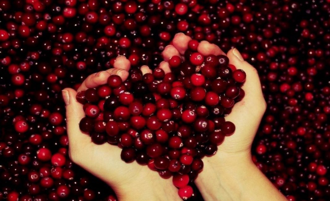 Les fruits, qui sont des baies sphériques rouges, peuvent avoir un diamètre allant jusqu'à 18 mm