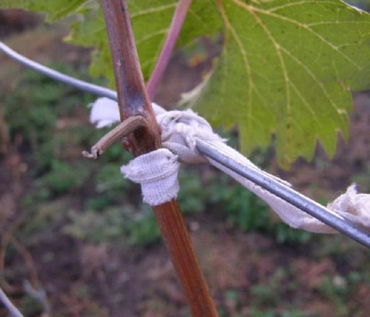 jarretière de vignes