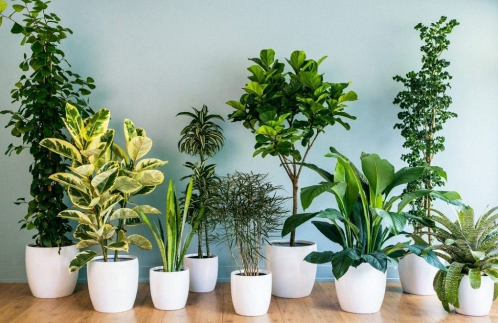 Plantes d'intérieur populaires