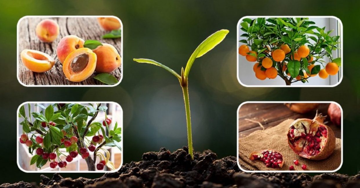 Plantes pouvant être cultivées à partir de graines