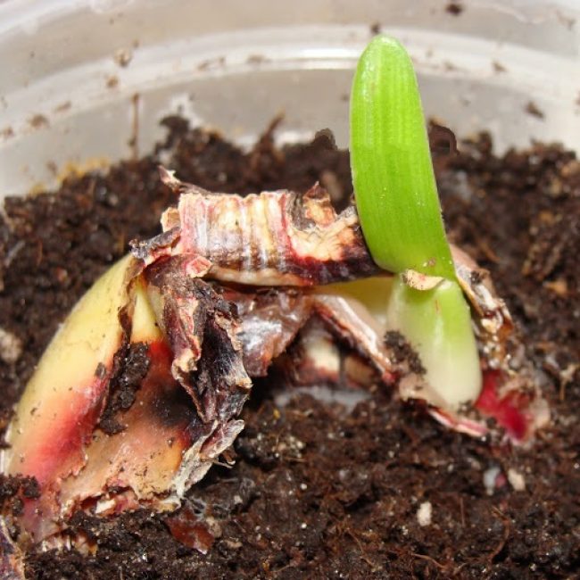 Propagation de l'hippeastrum par les écailles des bulbes