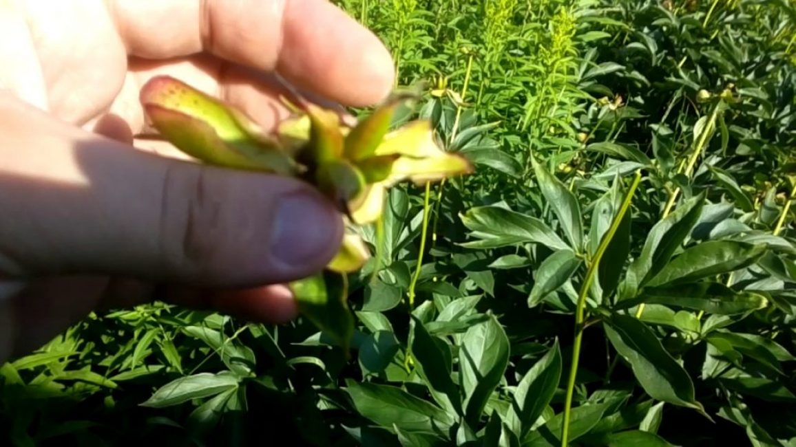 Reproduction de pivoines par graines