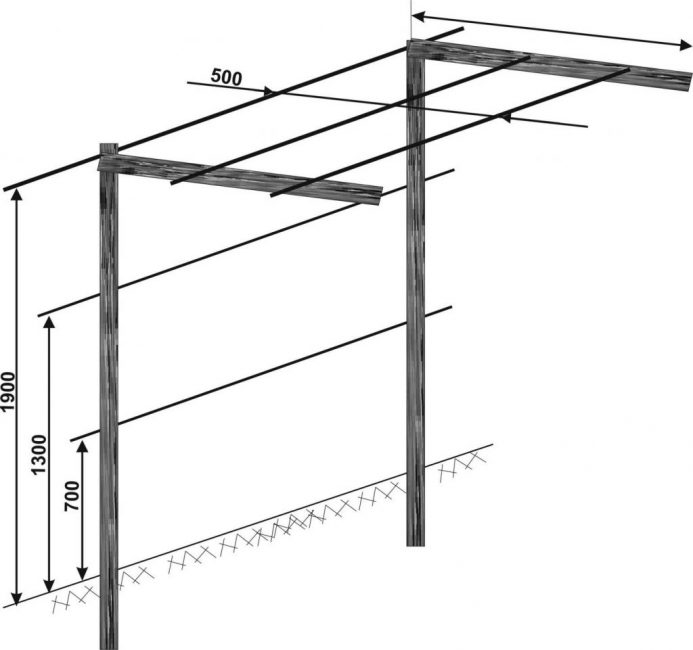 Treillis pour les raisins