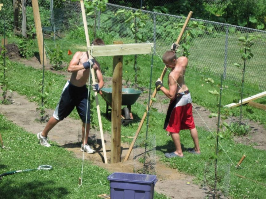 Treillis pour raisins - règles de construction et d'installation