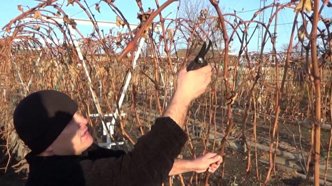 Treillis pour les raisins