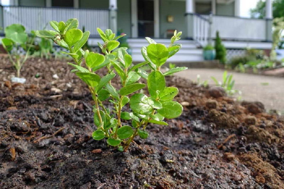 Semis d'airelle rouge obtenu par bouturage et planté au printemps