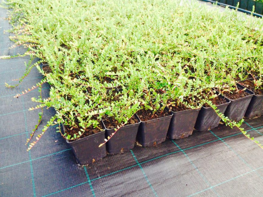 Un semis de la pépinière est garanti à la hauteur des qualités variétales