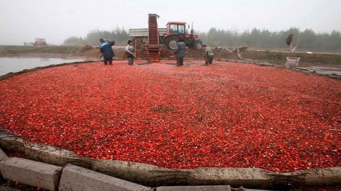 cueillir des canneberges