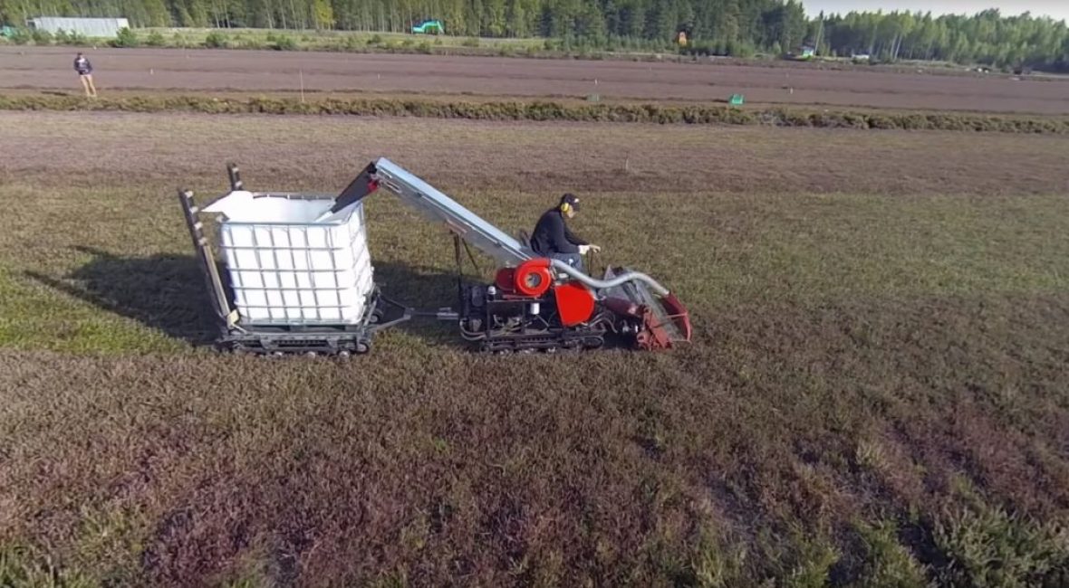 Récolter les airelles avec une cueilleuse de baies