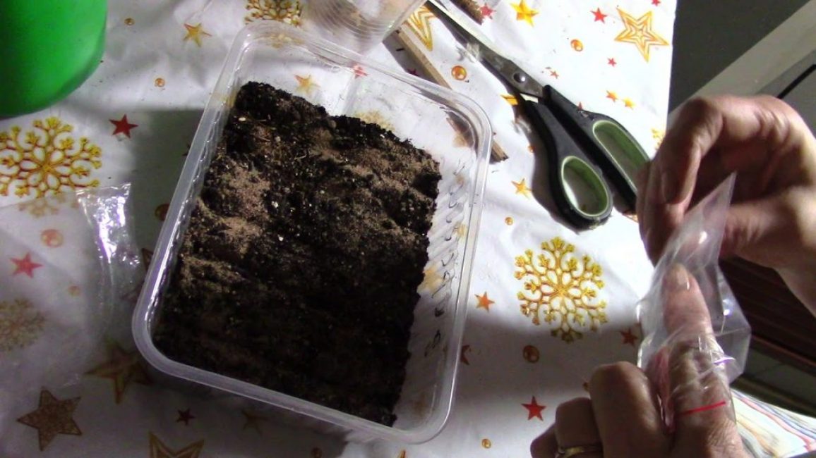 Nous semons de la gentiane Stratification