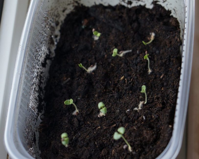 Stratification des graines de lavande