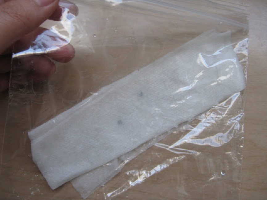 Stratification des graines sur une serviette dans un sac