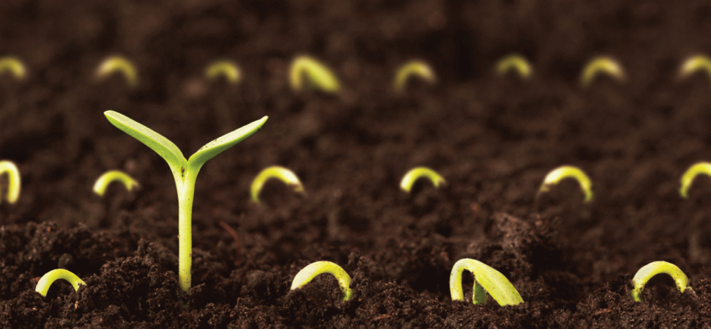 Stratification des graines avant la plantation