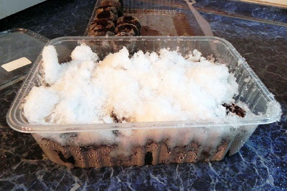 Stratification des semences