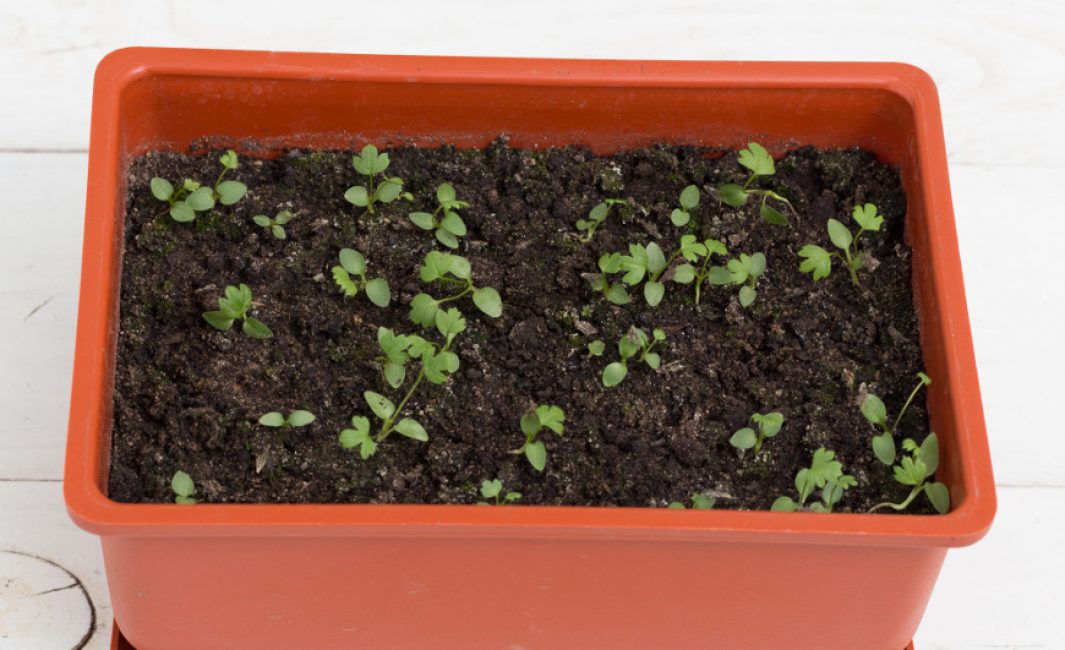 Lombalgie des fleurs : pousser à partir de graines