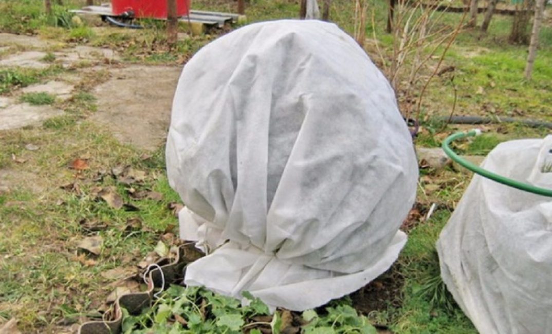 Abri pour les airelles d'hiver