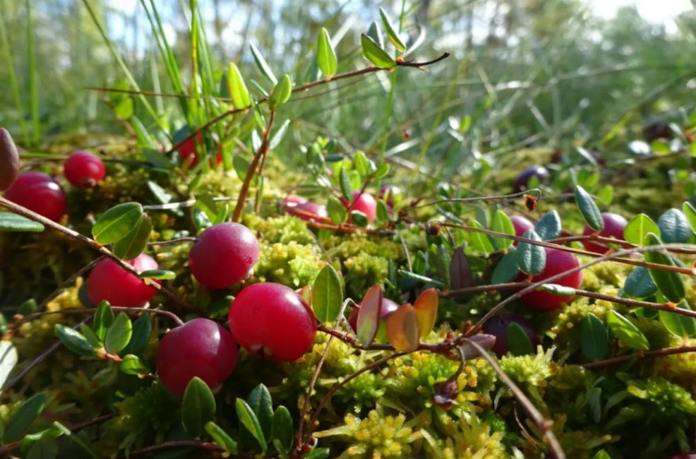 Une bouture d'une plante sauvage peut être utilisée comme matériel de plantation.