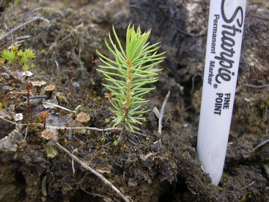 Cultiver de l'épinette bleue à partir de graines