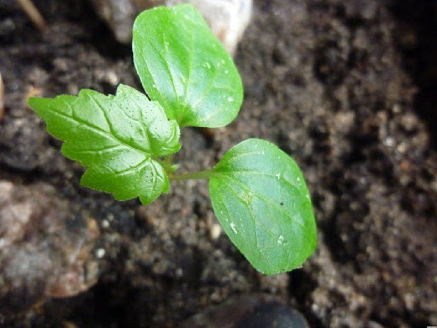 Cultiver des raisins à partir de graines