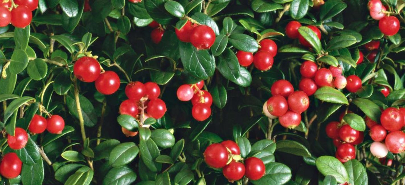 Les baies d'airelle contrastent fortement avec leur couleur vive sur fond de feuillage vert.