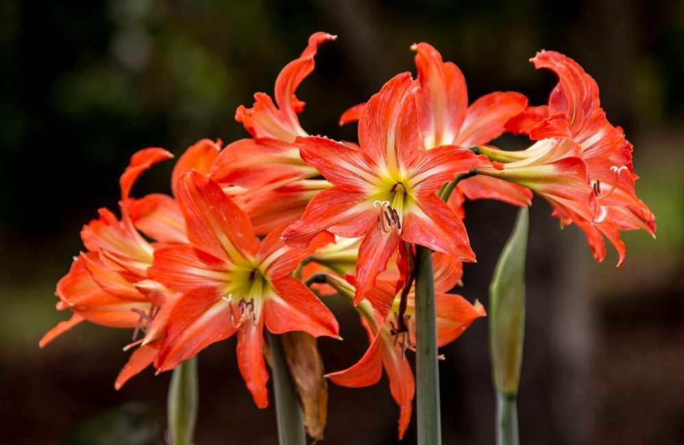 Comment prendre soin de l'hippeastrum
