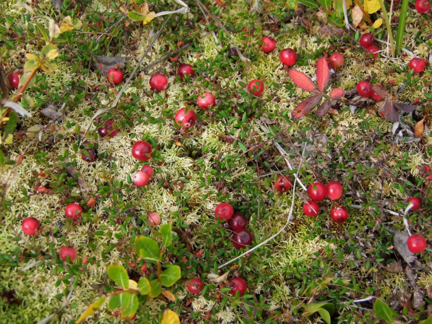 espèces à petits fruits