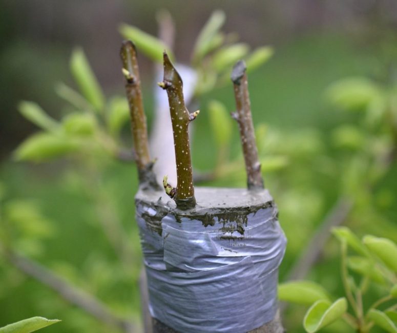 Greffe de plusieurs boutures sur un même porte-greffe