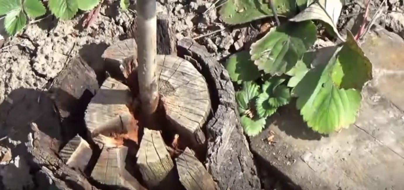 Nous mettons un pied de biche dans le trou de la souche et commençons à casser la souche
