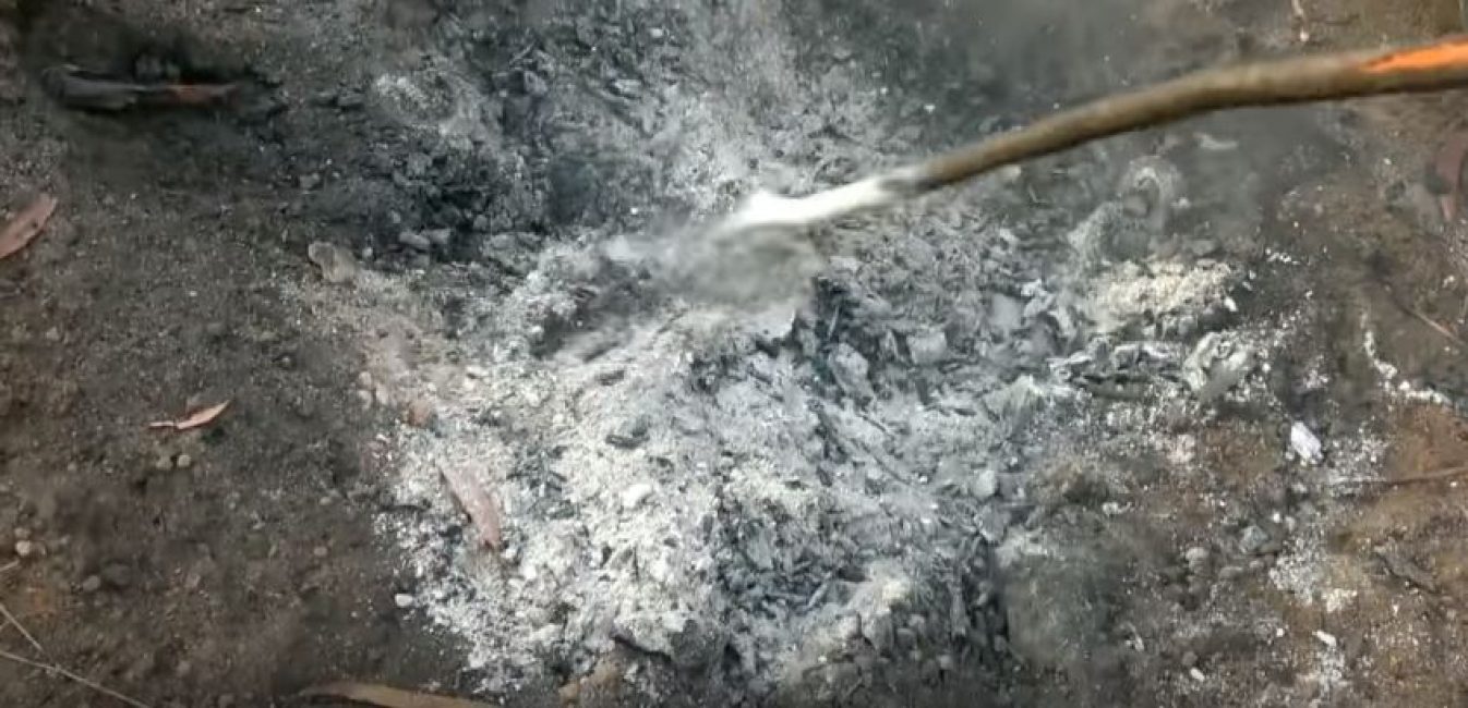 Il ne reste aucune trace de la souche