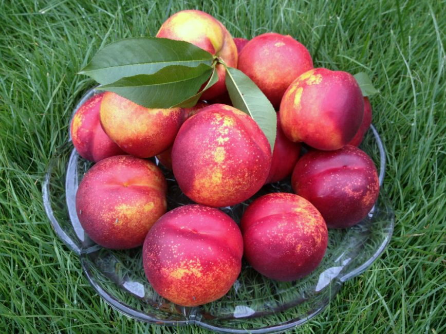 Kharko aux nectarines