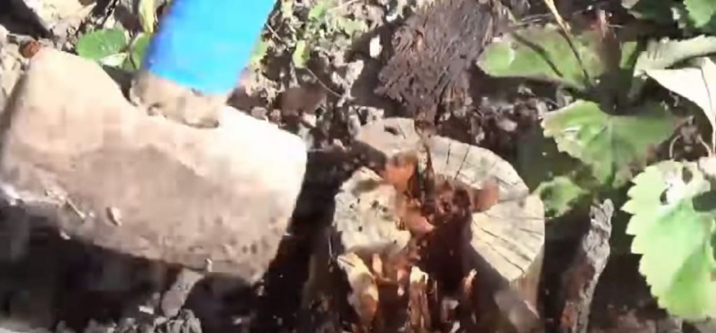 Nous prenons un marteau et frappons la souche par les côtés