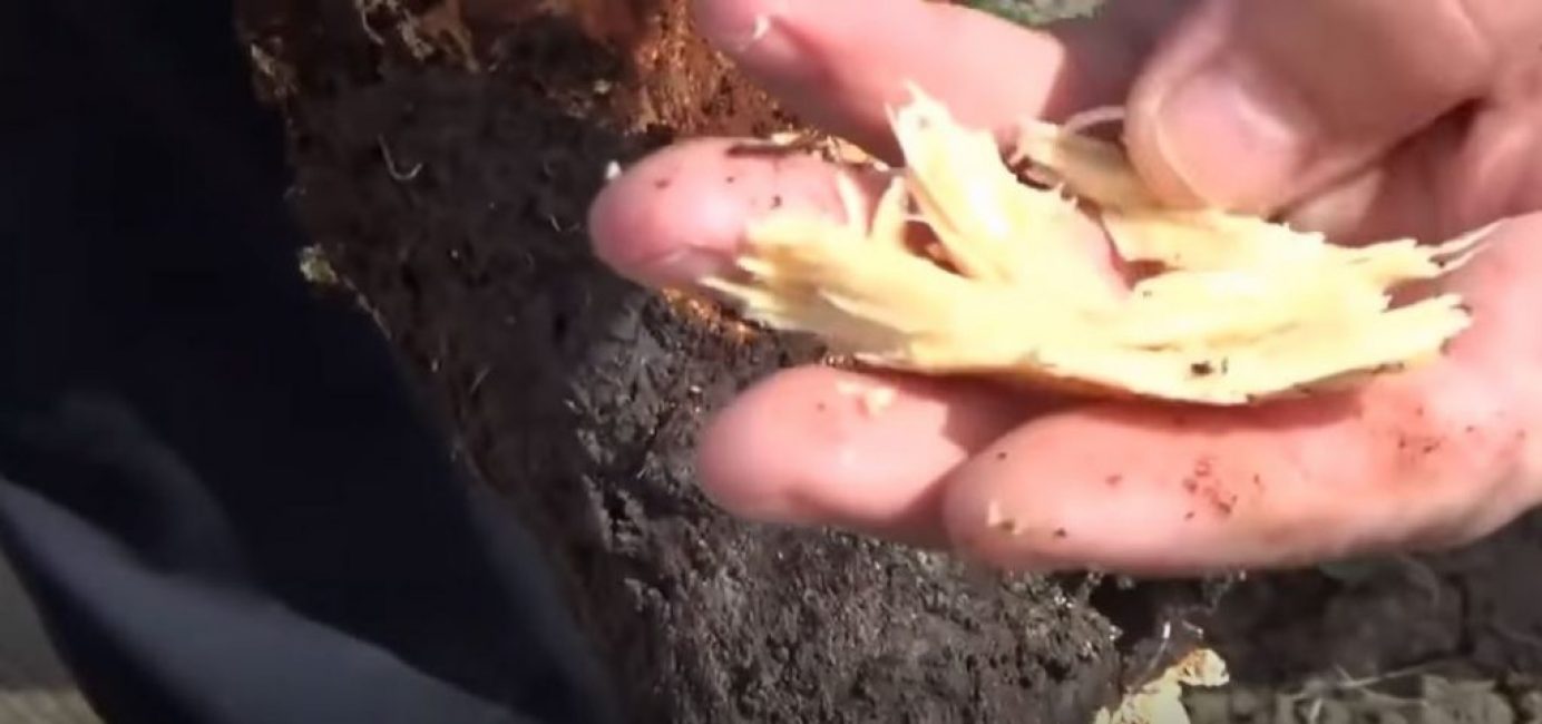 souche transformée en poussière