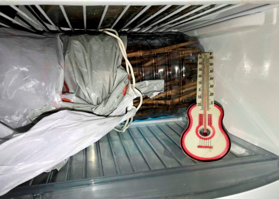 Conservation des boutures dans un réfrigérateur à température contrôlée