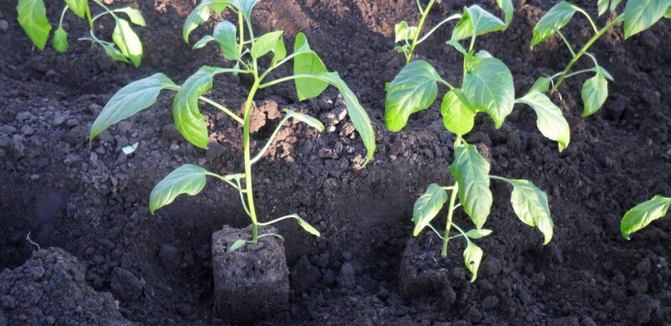 Planter des plants de poivrons en pleine terre