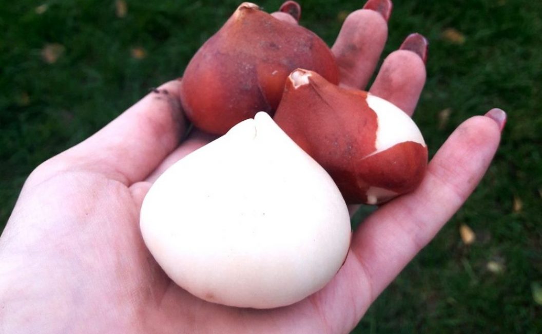 Bulbes retirés du sol et préparés pour le stockage