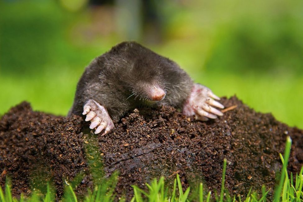 Les taupes gâchent la pelouse en creusant des passages sous les racines et en formant des monticules à la surface.