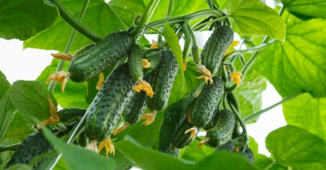 Le principal avantage des hybrides est le rendement élevé